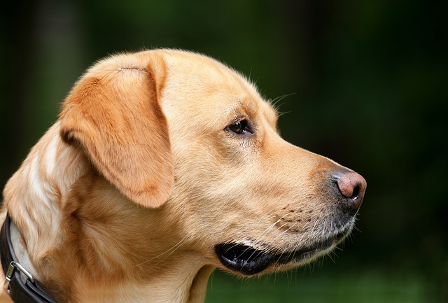 Sarte maver, glade hunde: De bedste ingredienser til følsomme hundemaver